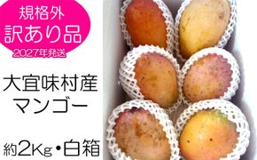【2027年発送】訳あり品！！大宜味村産マンゴー【約2kg・白箱】