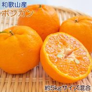 【先行予約】和歌山産 ポンカン 約5kg（サイズ混合・秀優品）
