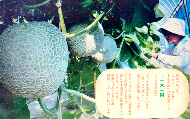 平泉黄金メロン 1玉 Lサイズ 約1.5㎏ 【2026年8月下旬以降より発送】/ メロン マスクメロン 果物 くだもの フルーツ 甘い 旬 産地直送 予約 先行予約【omk001-A】