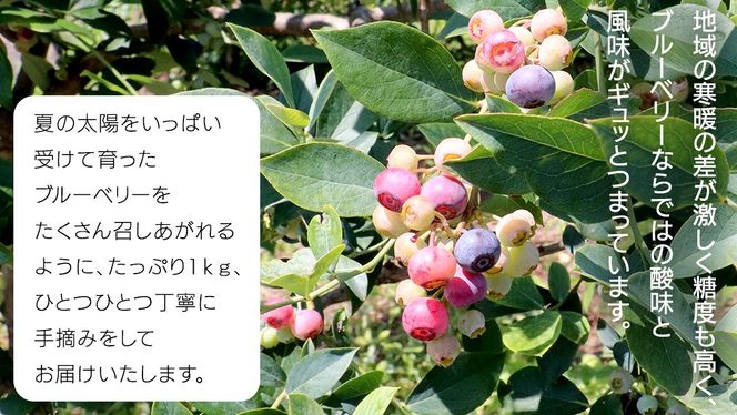 《 先行予約 》完熟 新鮮ブルーベリー 約1kg 【2025年6月上旬頃より発送開始】＜ 産地直送 ＞ ベリー 1kg 1キロ 甘い 甘酸っぱい 冷凍 大粒 おいしい 美味しい フルーツ 果物 くだもの おやつ 無農薬 農薬不使用 お取り寄せ お土産 贈り物 贈答 ギフト 国産 茨城 農園 [BK001us]