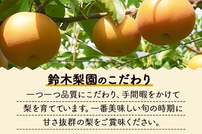 数量限定 利府梨（あきづき）5kg（10玉前後） 先行受付 [先行予約 今が旬 甘い ブランド 梨 果物 フルーツ 美味 おいしい 宮城県 利府町 鈴木農園]|06_sne-010501