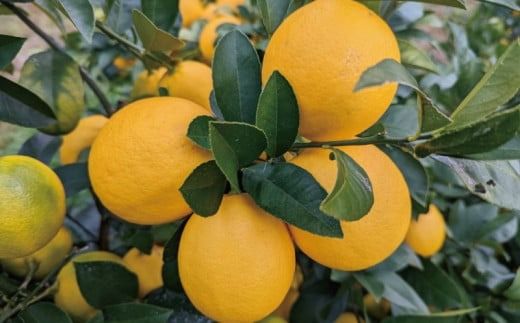 【先行予約】西地農園の国産マイヤーレモン 4.5kg【2025年12月末から2026年1月上旬頃に順次発送致します。】 / 檸檬 レモン れもん 柑橘 国産 大容量 数量限定 ご家庭用 家庭用【mnd008B】