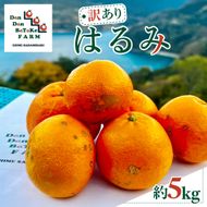 【先行予約】【訳あり】はるみ 約5kg　※2027年1月下旬から順次発送予定 IKTAU014