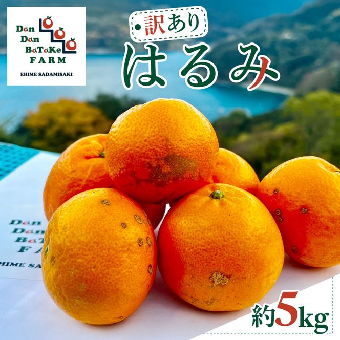 【先行予約】【訳あり】はるみ 約5kg　※2027年1月下旬から順次発送予定 IKTAU014