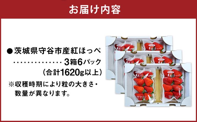 【先行予約】紅ほっぺ 3箱 6パック（合計1,620g以上） ※2027年2月～発送 | いちご 苺 フルーツ 果物 くだもの 果実 完熟 冷蔵 守谷市産 茨城県 守谷市