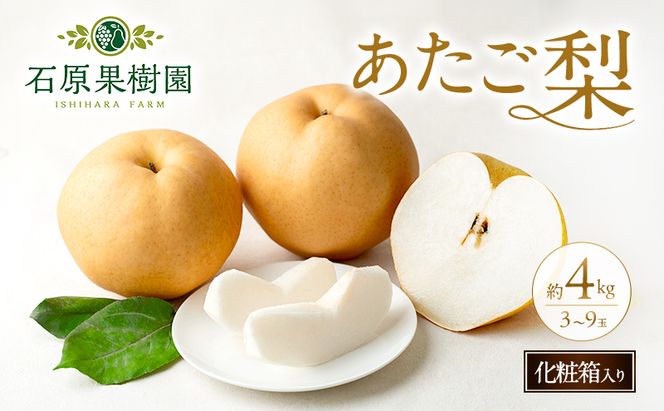 梨 2026年 先行予約 あたご梨 3～9玉 合計約4kg 化粧箱【11月下旬～12月中旬頃発送】 ナシ なし 岡山県産 国産 フルーツ 果物 ギフト 石原果樹園 