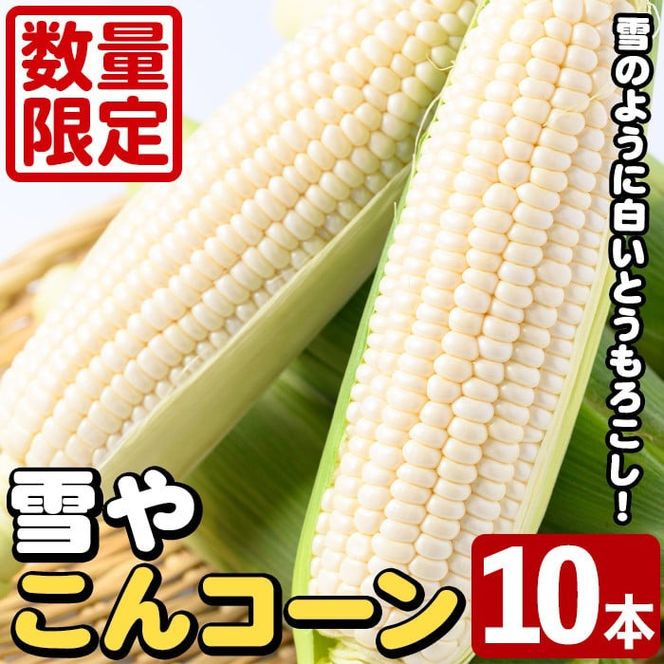 ＜先行予約受付中！2026年6月中旬以降順次発送予定＞白いとうもろこし「雪やこんコーン」(10本) 国産 トウモロコシ 玉蜀黍 ホワイト コーン 野菜 糖度 夏 イネ科 数量限定 期間限定【うとさんち】akn067-09