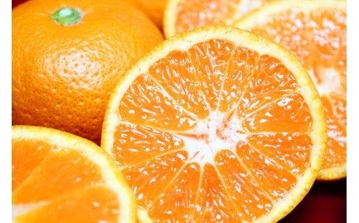 完熟有田みかん　10kg　※2026年11月下旬～2027年1月下旬頃に順次発送予定(お届け日指定不可) みかん 柑橘類【uot705】