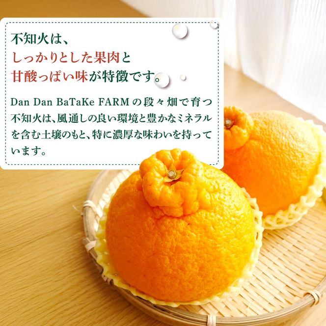 【先行予約】【家庭用】不知火 約5kg | 柑橘 みかん 果物 フルーツ 愛媛県産 農家直送　※離島への配送不可　※2027年2月下旬より順次発送予定 IKTAU008