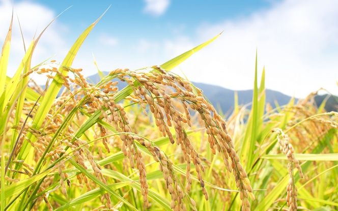 特別栽培米・伊賀米結びの神 5kg tuli0002