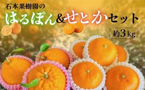 【先行予約】石本果樹園の はるぽん ＆ せとか セット　約3kg【2026年3月上旬から3月下旬までに順次発送】 / みかん フルーツ くだもの 果物 先行予約 せとか 不知火【min022】