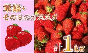 【1-282】松阪のいちご4パック（2品種×2パック）