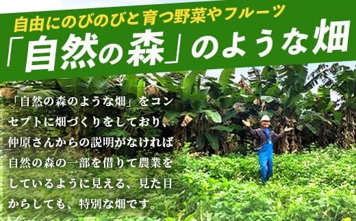 希少！こだわりの水を使い「森ような畑」で栽培する、仲原さんのバナナ【 沖縄県 石垣島 石垣島産 バナナ ばなな 農薬不使用 化学肥料不使用 】OI-16