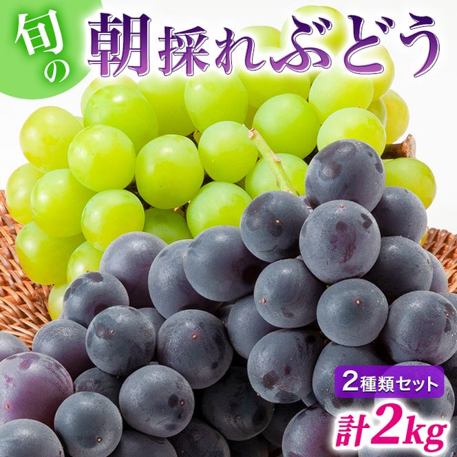 【令和8年産】ぶどう 2種類 セット 品種おまかせ 2kg 3～4房入 食べ比べ 旬 朝採れ 種無し 兵庫県産 農家直送  果物 果物類 フルーツ デザート ギフト 詰め合わせ  化粧箱入り 甘い
