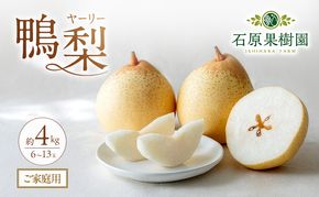 梨 2026年 先行予約 ご家庭用 鴨梨（ヤーリー） 6～13玉入り 約4kg 化粧箱【11月下旬～12月中旬頃発送】 ナシ なし 岡山県産 国産 フルーツ 果物 石原果樹園 家庭用 