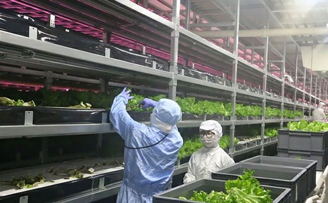 なばリーフ アソート セット フリルレタス 3p グリーンリーフレタス 2p ケール 2p 計7p入/ 水耕栽培 時短 野菜 レタス 特殊フィルム包装 新鮮 洗わずに食べられる サラダ お鍋 スープ サンドウィッチ 炒め物 煮物 サラダ 手軽 安全 安心 栄養 健康