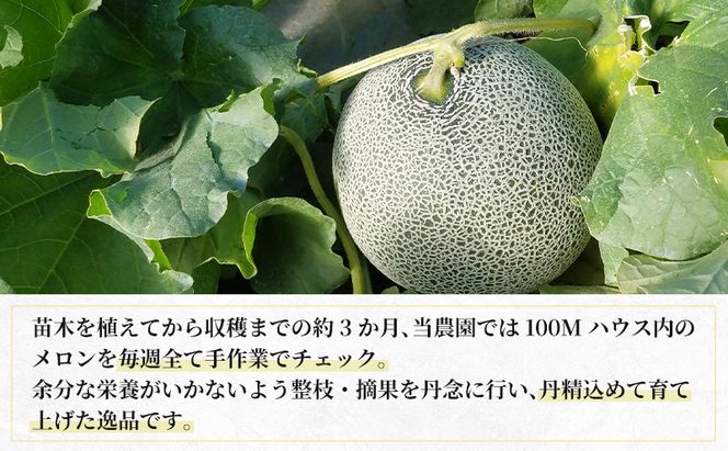 【2026年8月下旬より発送】北海道 富良野 メロン 赤肉 2玉 計約3.6kg メロン フルーツ 果物 新鮮 甘い 贈り物 ギフト 道産 ジューシー おやつ ふらの ブランド 夏  (吉田農園)