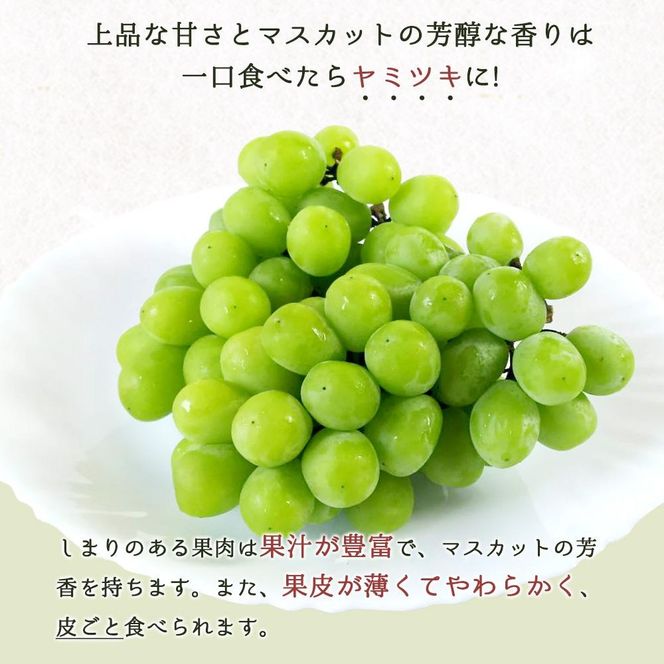 紀州有田産シャインマスカット　約3kg【先行予約】【2025年8月下旬以降発送予定】	AN025