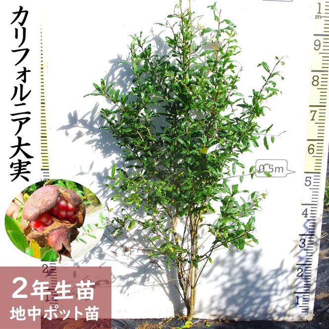 すだ農園＞2年生 苗木 カリフォルニア大実ザクロ(柘榴)[地中ポット苗 