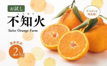 【先行予約】【お試し！】Saito Orange Farmの不知火2kg ｜ 柑橘 みかん ミカン フルーツ 果物 でこぽん デコポンと同品種 愛媛　※離島への配送不可　※2025年3月中旬頃より順次発送予定