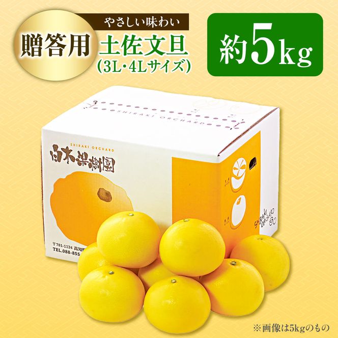 【先行予約】【果樹園直送】土佐文旦 特選品贈答用 約5kg 3L～4Lサイズ 7～8個入り〈2027年2月中旬～3月中旬頃発送〉大玉 ぶんたん ブンタン フルーツ 柑橘 みかん 果物 くだもの 柑橘類 高知県 土佐市【白木果樹園】 [BQAI001]
