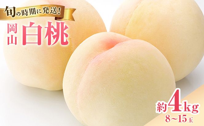 【2026年先行受付】 白桃 岡山 秀品 大玉 約4kg(8～15玉) 岡山県産 桃 もも モモ 御中元 ギフト 御礼 プレゼント 御礼 御祝 御供 果物 くだもの フルーツ