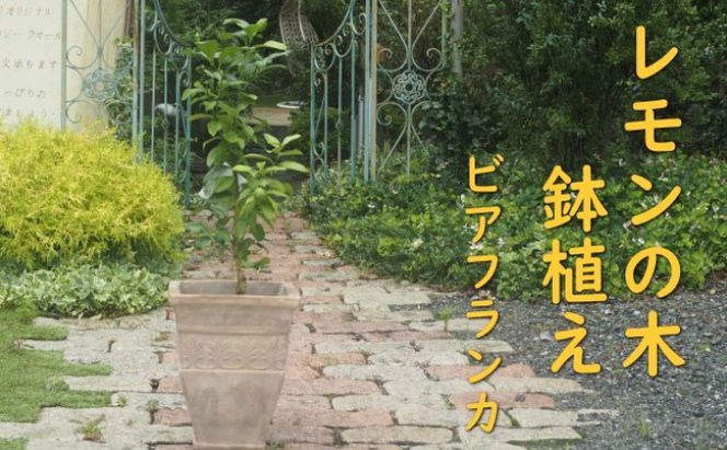 植物 レモン トゲ無し 鉢植え レモンの木 品種 ビアフランカ アンティーク テラコッタ 鉢 直径31cm 配送不可 北海道 沖縄 離島 インテリア グリーンアイテム グリーンインテリア 玄関 庭 ガーデン ガーデニング 果樹 柑橘 