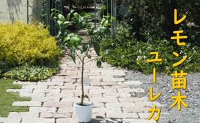 植物 レモン 苗木 品種 ユーレカ 3年生苗 レモンの木 ガーデニング 