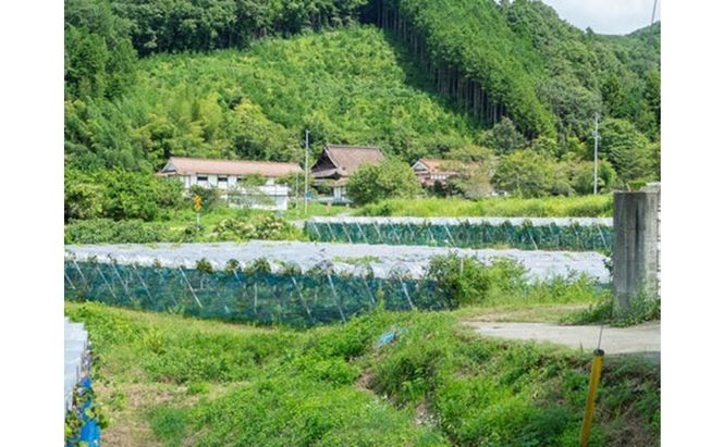 ぶどう 藤稔 2房 合計1.0kg以上 産地直送 朝採れ ぶどう 葡萄 シャイン マスカット 岡山 Kawahara Green Farm 2026年 先行予約