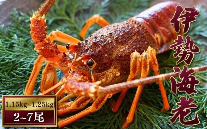 天然 伊勢えび（活）2～7尾 1.15～1.25kg【2025年10月中旬頃から2026年3月末までに順次発送（1月は漁不可）】 / 伊勢えび 伊勢海老 海老 海鮮 天然 えび 【enk003A】