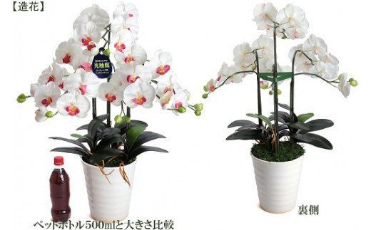 綺麗で丈夫な三河陶器で贈る 光触媒胡蝶蘭大輪３本立（白色の陶器×白桃色の花） H100-101