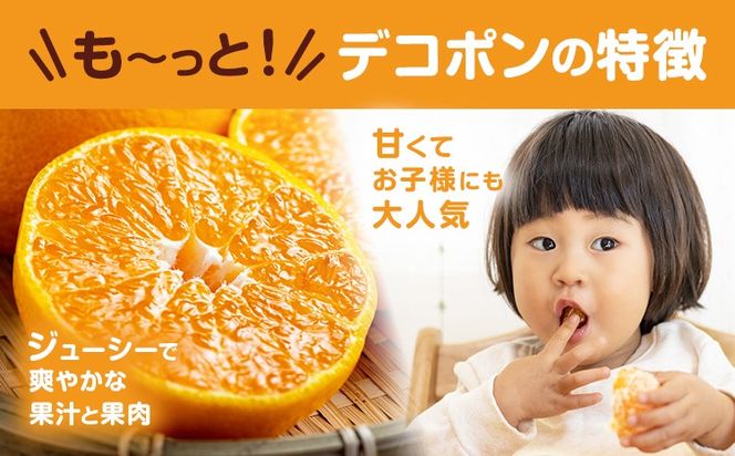 デコポン 選べる 内容量 約2kg～約5kg 日本フルーツ株式会社 熊本県 長洲町 《2026年1月下旬-2月末頃出荷予定》 デコポン 果物 秀品 フルーツ スイーツ デザート ギフト ご贈答---sn_nfdk_cf1_25_12500_2kg---