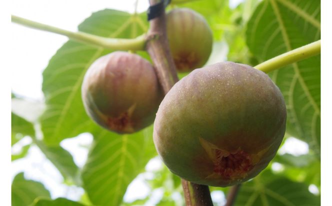 SANUKIFROZEN いちじく 100g×8袋 372013_KF021