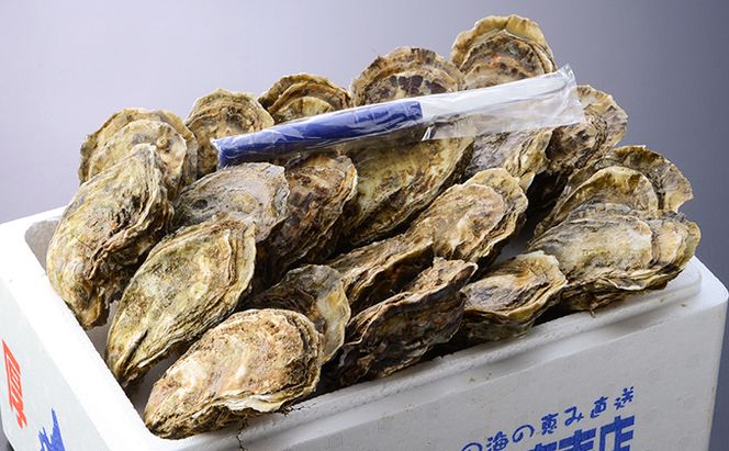 牡蠣 殻付き 生食 M15個 北海道 厚岸産 マルえもん【厚岸漁業協同組合】カキナイフ付 [ カキ かき 生牡蠣 殻かき オイスター 冷蔵 ］