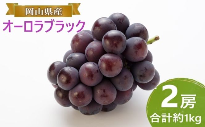 ぶどう 【2026年 早期受付】 オーロラブラック 2房 合計約1kg ブドウ 葡萄 岡山県産 国産 フルーツ 果物 ギフト [№5735-2087]