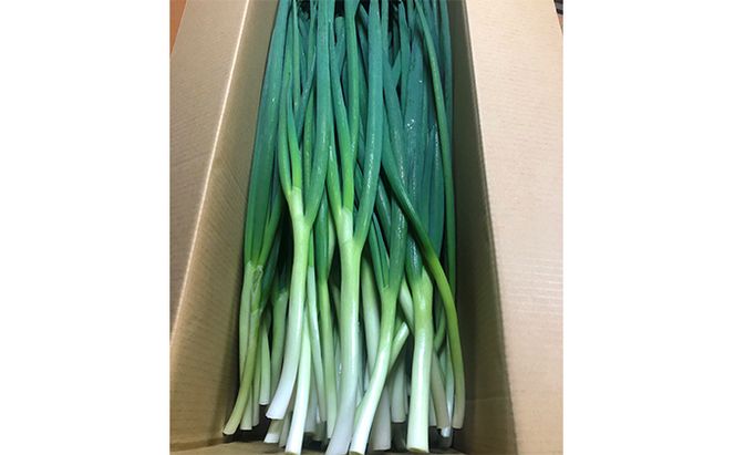生産農家直送 京野菜・九条ねぎ3kg〈ねぎ ネギ 葱 九条ねぎ 京野菜 京都 新鮮 甘い 農家直送 野菜〉 
