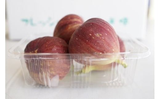 【露地栽培】朝もぎ フレッシュな完熟いちじく 碧南市 にいみ農園 フルーツ いちじく トマト農家 H031-007