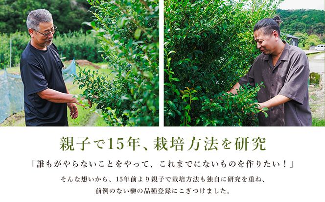 本榊 ２束（6～10本）本榊 榊 ほんさかき さかき サカキ 神棚 神事 お供え ブランドサカキ 和一 光富 盛福 30cm程度 小束 3品種 厳選 国産 ht-0001