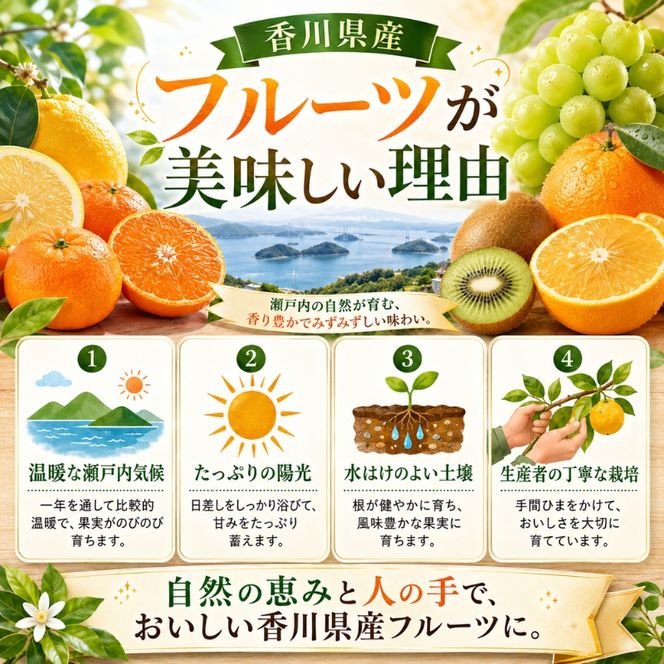小豆島さぬきキウイっこ 約2kg  果物 旬 果物類 フルーツ 果物詰合せ 