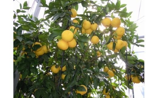 美浜町産グレープフルーツ（ルビーレッド）　ご家庭用　傷あり　約4kg入り ※2026年4月下旬～7月上旬頃に順次発送予定