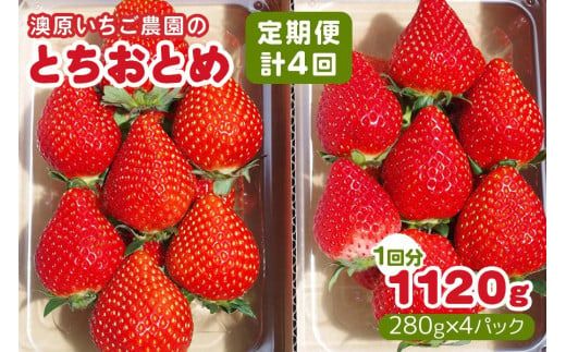 [定期便/4回] 澳原いちご農園のとちおとめ定期便 (毎月お届け 計4回)|いちご イチゴ 苺 とちおとめ フルーツ 果物 産地直送 栃木県産 期間限定 数量限定 先行予約 [0603]