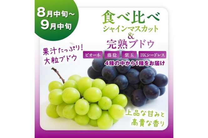 【先行予約／フルーツ定期便4回】旬の果物厳選！京丹後フルーツ王国満足セット（完熟イチゴ・メロン＆黄美香メロン食べ比べ・完熟ブドウ＆シャインマスカット食べ比べ・二十世紀梨）（2025年2月中旬～発送）　YK00251