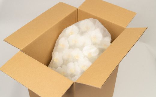 光触媒胡蝶蘭「翠(みどり)」白黄 E-278