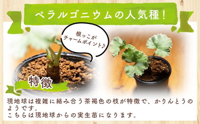 塊根植物 ミラビレ ペラルゴニウム - 植物 実生苗 インテリア ナチュラル 自然 グリーン 観葉植物 おしゃれ 癒し かわいい 多肉植物 サキュレントフィールド Succulent field 高知県 香南市 常温 cc-0013