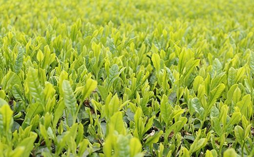 三芳町産狭山茶詰め合わせ （高級煎茶100g×3本、特選煎茶100g×2本） 銘茶 煎茶 緑茶 お茶 抗酸化作用 カテキン 鮮やか 色合い 旨み 渋み 茶匠の技 国産 FAA-115