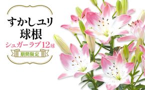 【期間限定】ユリ球根  すかしユリ シュガーラブ 12球 花 フラワー 園芸 ガーデニング 植物 高品質 送料無料