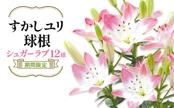 【期間限定】ユリ球根  すかしユリ シュガーラブ 12球 花 フラワー 園芸 ガーデニング 植物 高品質 送料無料