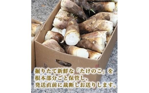 【射水市】【射水のおいしい食品】射水市黒河産 農家直送 北川さん家の たけのこ 2kg ※2026年4月下旬頃～5月中旬頃に順次発送予定 ※離島への配送不可