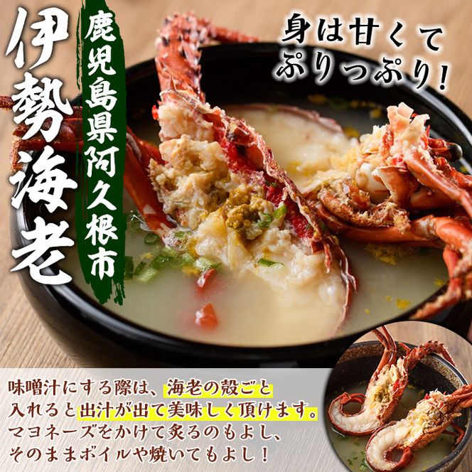 ＜先行予約受付中！2026年9月上旬以降順次発送予定＞期間・数量限定！鹿児島県産 伊勢海老(3尾・計1.0～1.2kg) 国産 鹿児島県産 海老 えび エビ 伊勢海老 刺身 海鮮 海の幸 海産物【福美丸水産】akn033-23