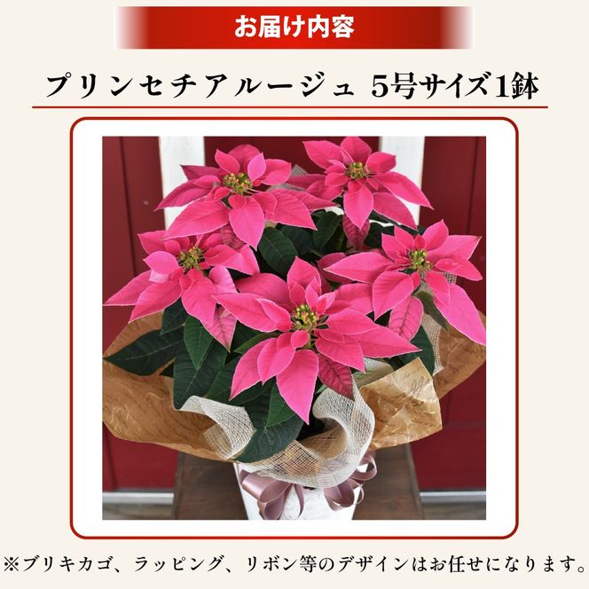 プリンセチア ルージュ（観葉植物 植物 5号鉢 贈答 贈り物 プレゼント ギフト）